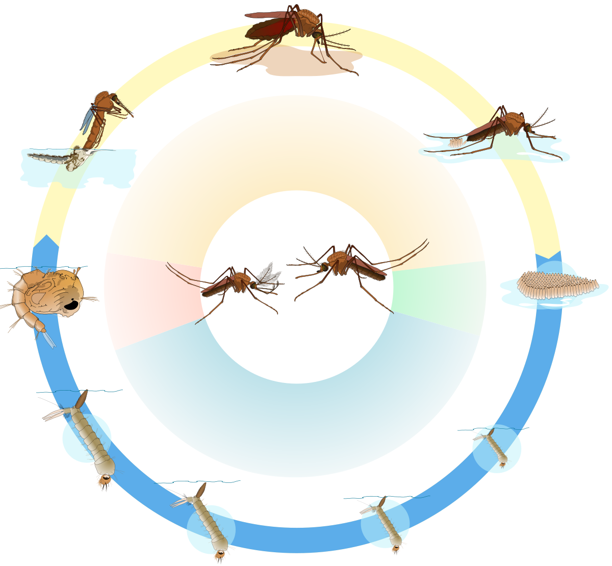 life-cycle-of-mosquito-how-long-do-mosquito-live