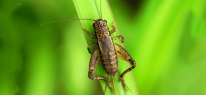 Why do Crickets Chirp?