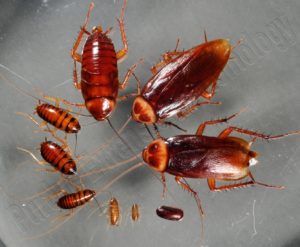 Home Remidies to kill roaches