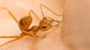 What is an Ant Bite?