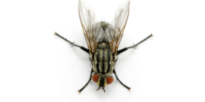 cluster-fly