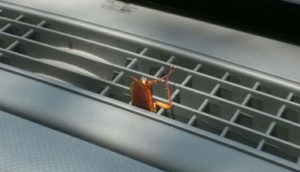 roaches in car