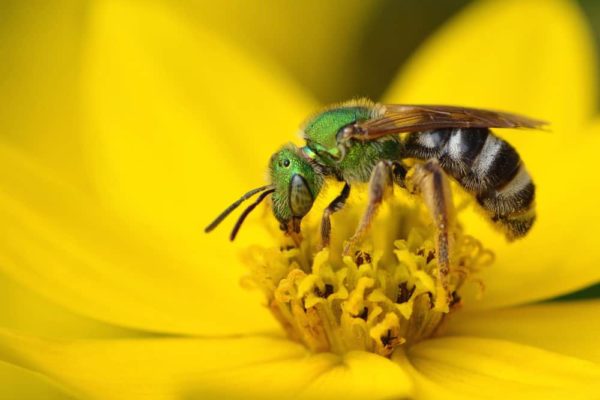 Sweat Bees Facts 7 Ways to get rid of Sweat Bees