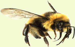 How to Get Rid of Bumblebees Easily Best Methods - Bumblebees Facts