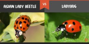 Asian Beetles VS Ladybugs