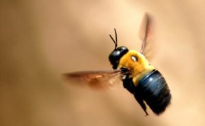 Carpenter Bees - 7 Effective Ways to Get Rid of It