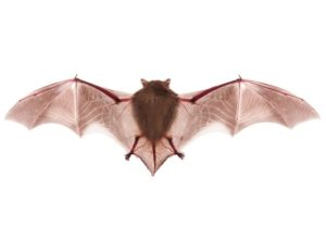 How to Get Rid of Bats