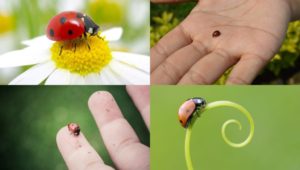 What Are Ladybugs?