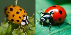 Asian Lady Beetle Vs Ladybug