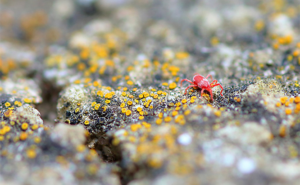 Clover Mites (Tiny Red Bugs)