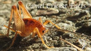camel-cricket-facts