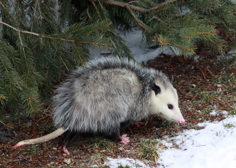 What do Possums Eat - Why Opossums Eat Ticks