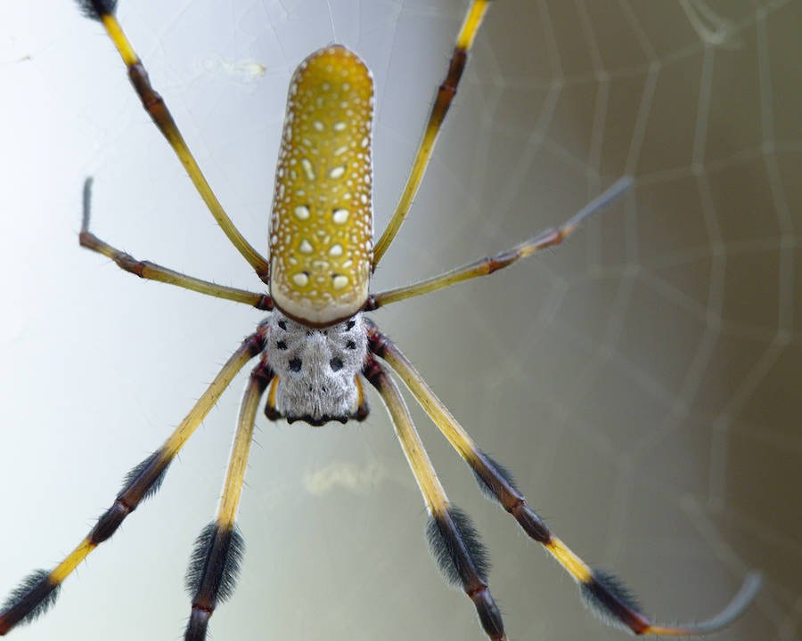 Banana Spider Facts, Dangers & Treatments